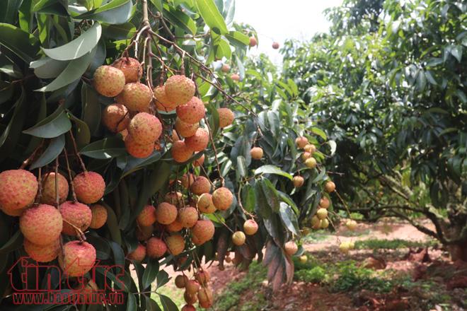 Nhộn nhịp mua bán vải thiều Lục Ngạn, Bắc Giang ảnh 4