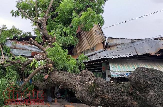 Cây cổ thụ bật gốc đè bẹp 2 căn nhà, nhiều người thoát chết ảnh 1