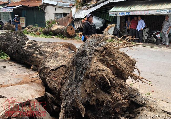 Cây cổ thụ bật gốc đè bẹp 2 căn nhà, nhiều người thoát chết ảnh 3