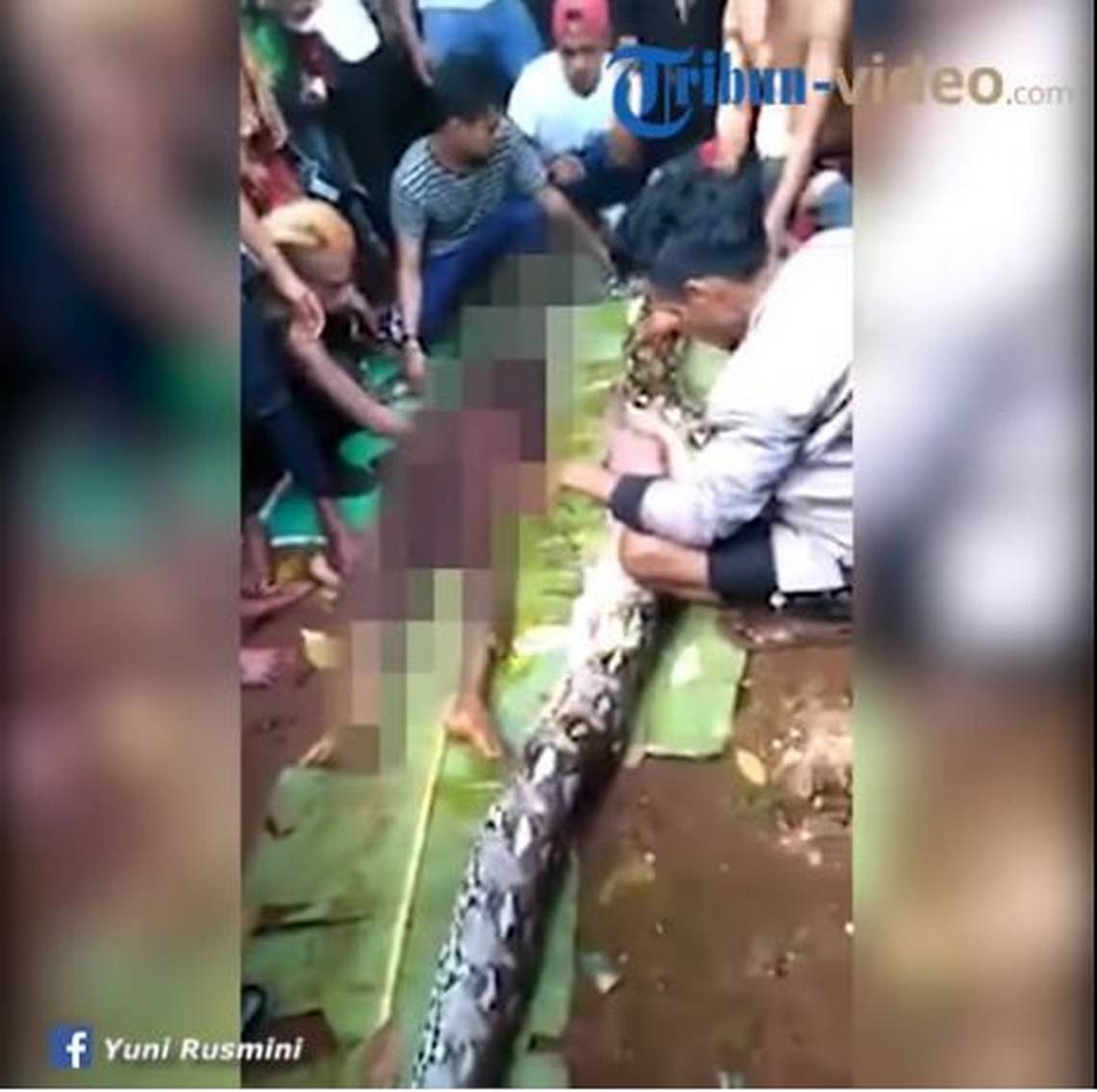 Trăn khổng lồ nuốt chửng một phụ nữ Indonesia ảnh 1