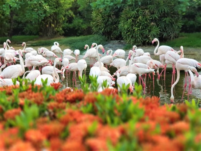 Khám phá 'Thế giới tinh nghịch' của muông thú ở Wanpi Safari ảnh 1