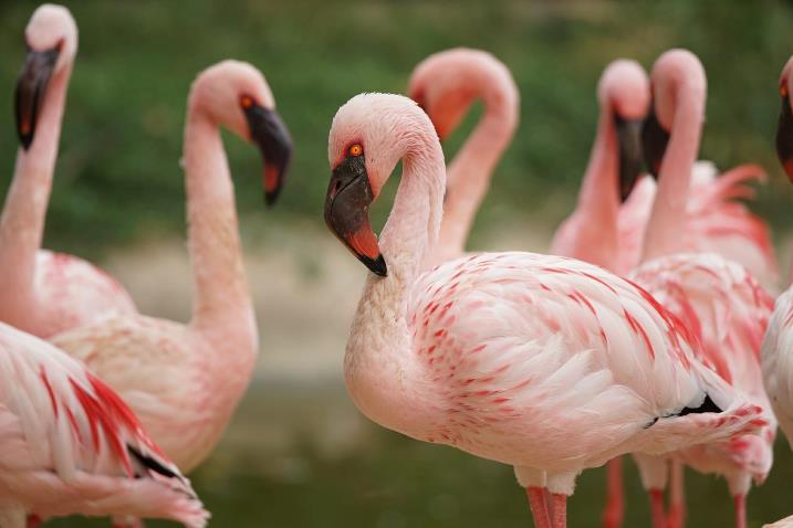 Khám phá 'Thế giới tinh nghịch' của muông thú ở Wanpi Safari ảnh 2