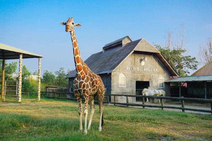 Khám phá 'Thế giới tinh nghịch' của muông thú ở Wanpi Safari ảnh 11
