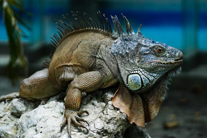 Khám phá 'Thế giới tinh nghịch' của muông thú ở Wanpi Safari ảnh 12
