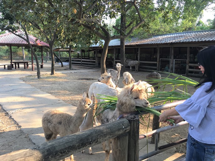 Khám phá 'Thế giới tinh nghịch' của muông thú ở Wanpi Safari ảnh 14