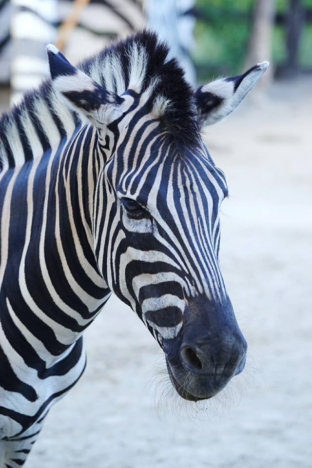 Khám phá 'Thế giới tinh nghịch' của muông thú ở Wanpi Safari ảnh 15
