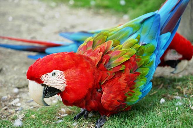 Khám phá 'Thế giới tinh nghịch' của muông thú ở Wanpi Safari ảnh 3