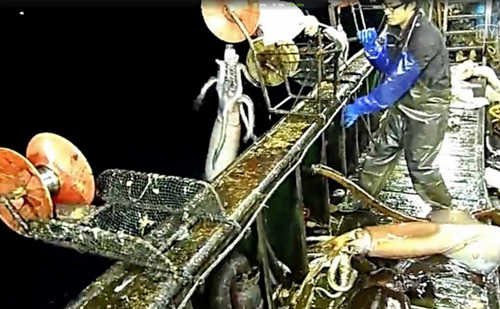 Trung Quốc đánh bắt mực triệt để, gây lũng đoạn thị trường ảnh 1
