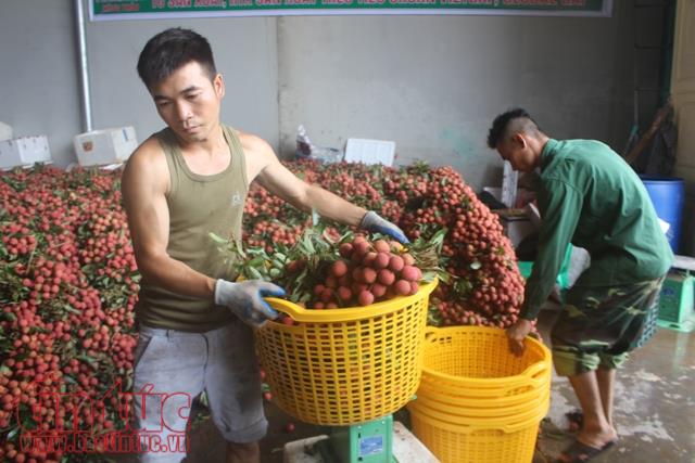 Vải thiều được mùa nhưng không bị thương lái nước ngoài ép giá ảnh 2