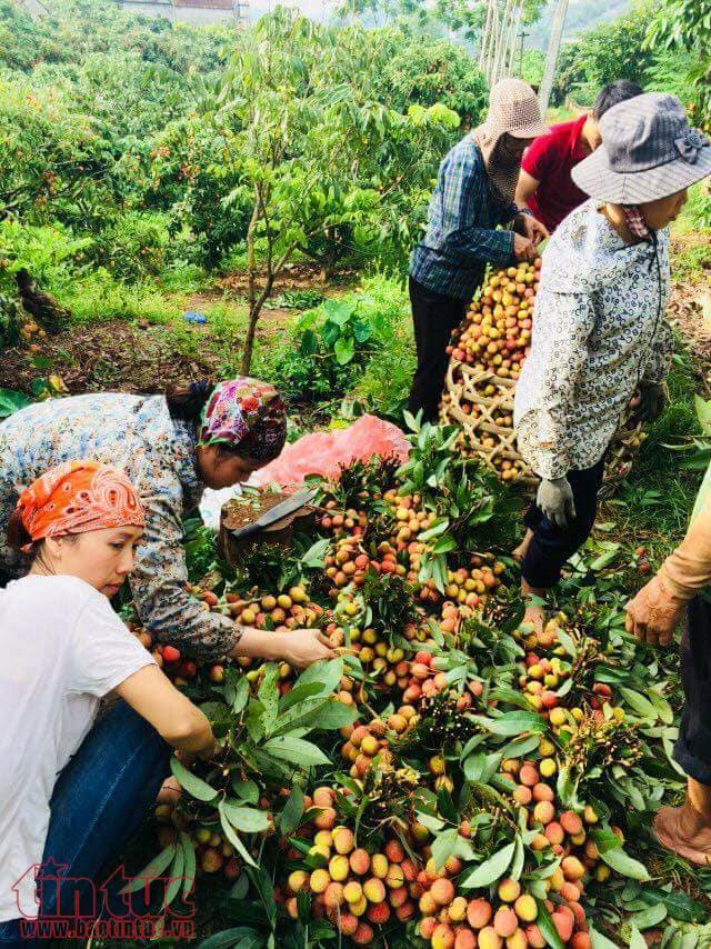 Vải thiều được mùa nhưng không bị thương lái nước ngoài ép giá ảnh 5