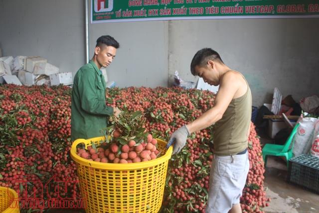 Mới giữa vụ, nông dân trồng vải đã đạt doanh thu hơn 3.600 tỷ đồng ảnh 1