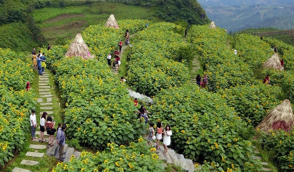 Giới trẻ đổ về Sa Pa chụp ảnh hoa hướng dương ảnh 2