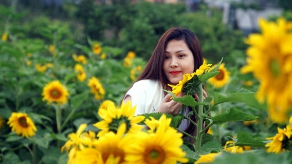 Giới trẻ đổ về Sa Pa chụp ảnh hoa hướng dương ảnh 6