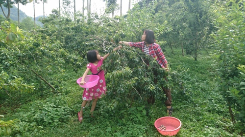 Mận Bắc Hà níu chân du khách ảnh 1