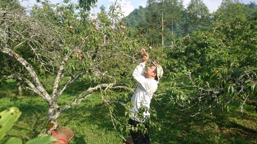 Mận Bắc Hà níu chân du khách ảnh 2