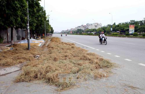 Phơi, đốt rơm rạ trên quốc lộ: Hiểm họa khôn lường ảnh 1