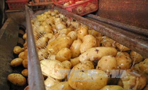 Lâm Đồng bảo vệ thương hiệu khoai tây ảnh 1