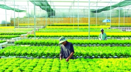 Agribank cho vay nông nghiệp công nghệ cao hơn 5.000 tỷ đồng ảnh 1