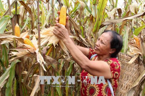  Nữ thương binh vùng biên nỗ lực xoá nghèo ảnh 2