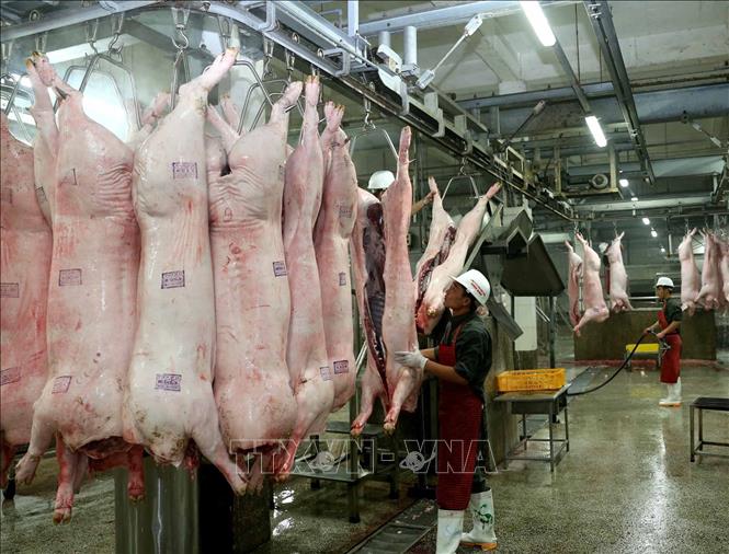 Thịt lợn mát sẽ thay thế dần thịt lợn tươi sống ảnh 2