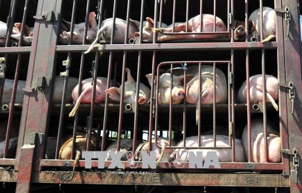 Ngăn chặn nguy cơ xâm nhiễm bệnh Dịch tả lợn Châu Phi vào Việt Nam ảnh 1