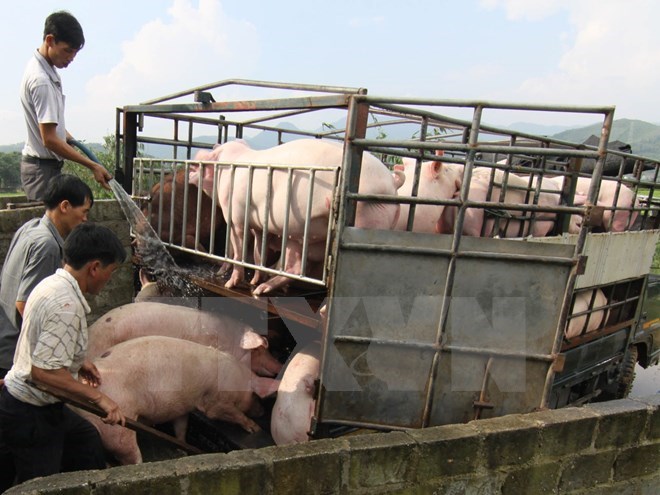 Dịch tả lợn châu Phi áp sát biên giới, kiểm soát chặt nhập khẩu ảnh 1