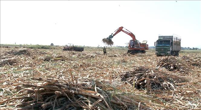 Ngành mía đường ngày càng bị co hẹp