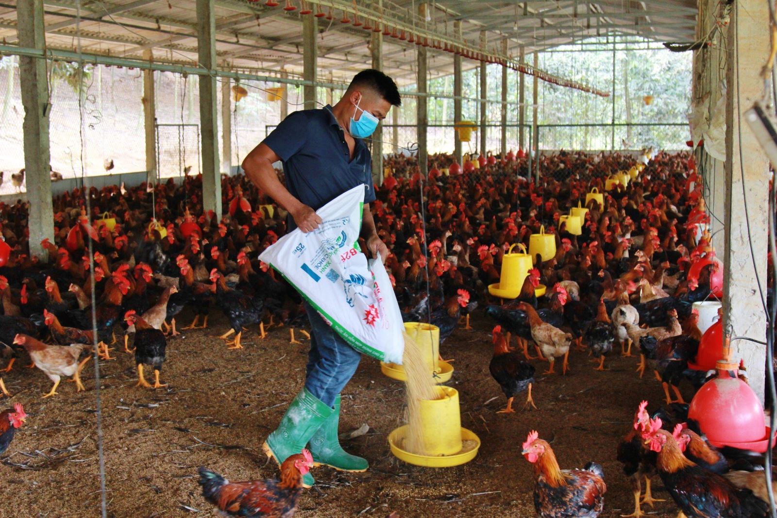 Phụ phẩm trong chăn nuôi gà nếu được ủ hoai mục đúng cách sẽ trở thành chất dinh dưỡng cho cả đất lẫn cây trồng.