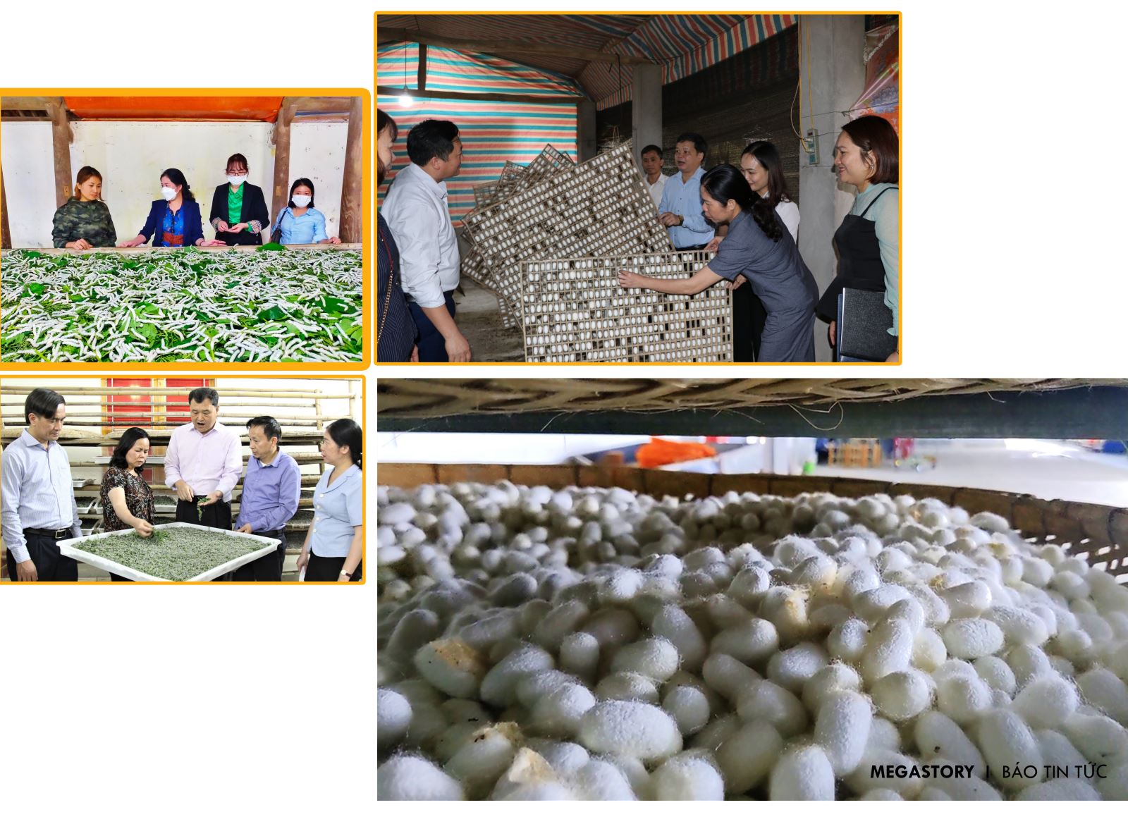 Sau khi lấy tơ, những con nhộng, một phần được làm thực phẩm, một phần được công ty sấy khô, nghiền thành bột nhộng tằm làm thức ăn chăn nuôi rất giàu protein.