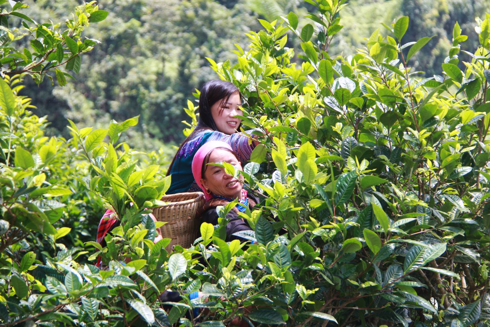 Phát triển cây chè cổ theo hướng hữu cơ giúp bà con dân tộc ở Bắc Hà (Lào Cai) có thu nhập cao.