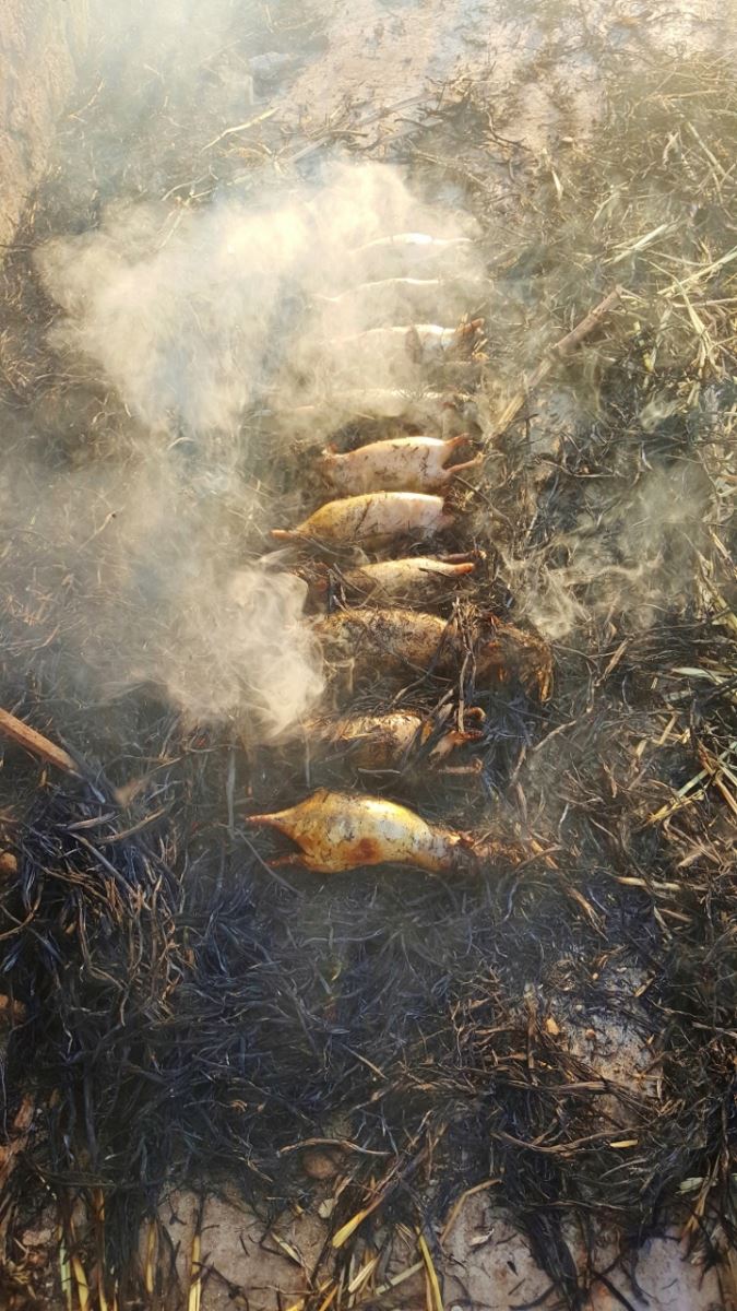 Chuột đồng thui xong săn da thu nhỏ, có màu vàng nâu óng, mình tròn, béo ngậy.