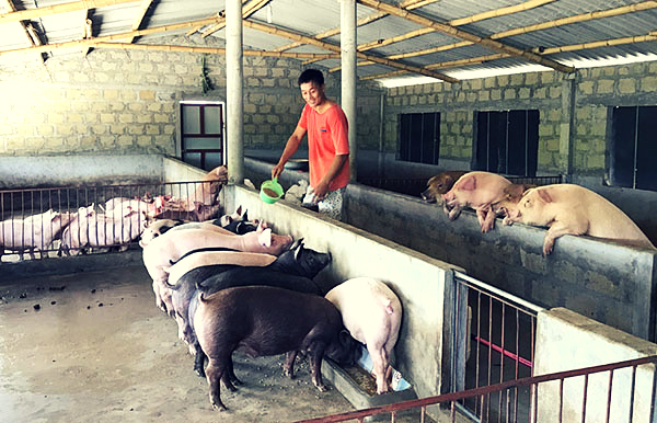 Được sự động viên của cấp ủy Đảng, chính quyền, anh Dương Đức Quân ở thôn Cang Gián, xã Trung Giang, huyện Gio Linh (Quảng Trị) vay 50 triệu đồng từ chương trình hộ gia đình sản xuất, kinh doanh tại vùng khó khăn và 12 triệu đồng chương trình tín dụng NS&amp;VSMTNT của NHCSXH, vợ chồng anh Quân đã tạo dựng được trang trại với 100 con lợn, 50 con gà, 200 con vịt và đào ao thả cá, trồng chuối, na... mỗi năm cho thu nhập gần 100 triệu đồng.