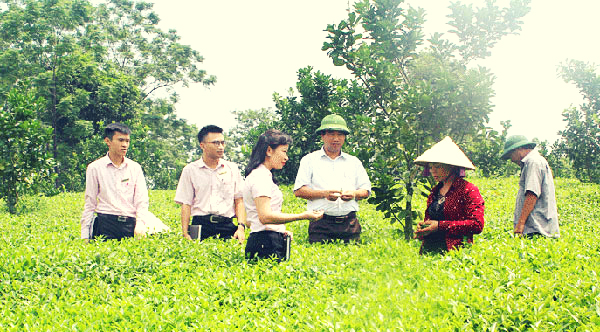 Người nghèo ở các xã của thị xã Phổ Yên vay vốn chính sách phát triển mô hình kinh tế đồi rừng mang lại hiệu quả cao.