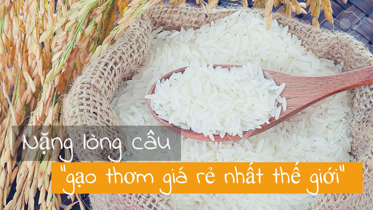 Gạo Việt Nam - 'Hạt vàng' cho cả thế giới ảnh 2 Gạo Việt Nam - 'Hạt vàng' cho cả thế giới ảnh 2