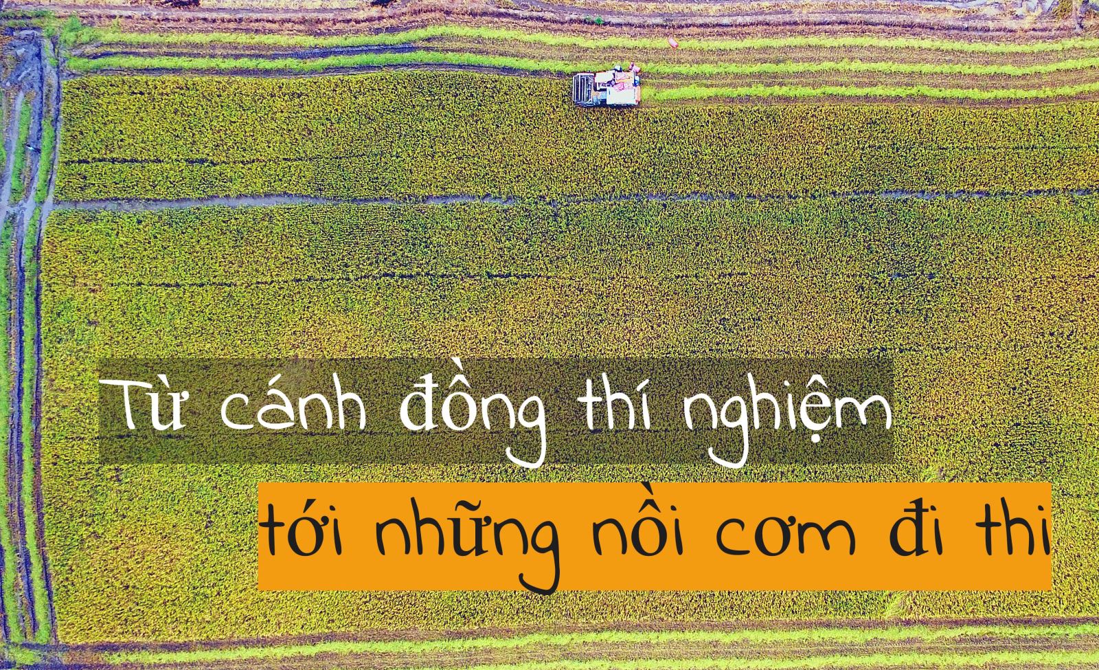 Gạo Việt Nam - 'Hạt vàng' cho cả thế giới ảnh 6 Gạo Việt Nam - 'Hạt vàng' cho cả thế giới ảnh 6