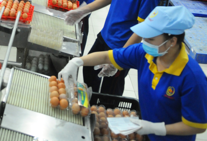 Trứng sau khi xử lý được đóng hộp thành phẩm trước khi đưa ra thị trường.