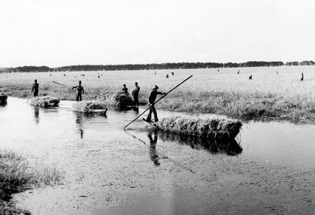 Thanh niên xung phong thu hoạch lúa tại tỉnh Kiên Giang sau ngày miền Nam hoàn toàn giải phóng.