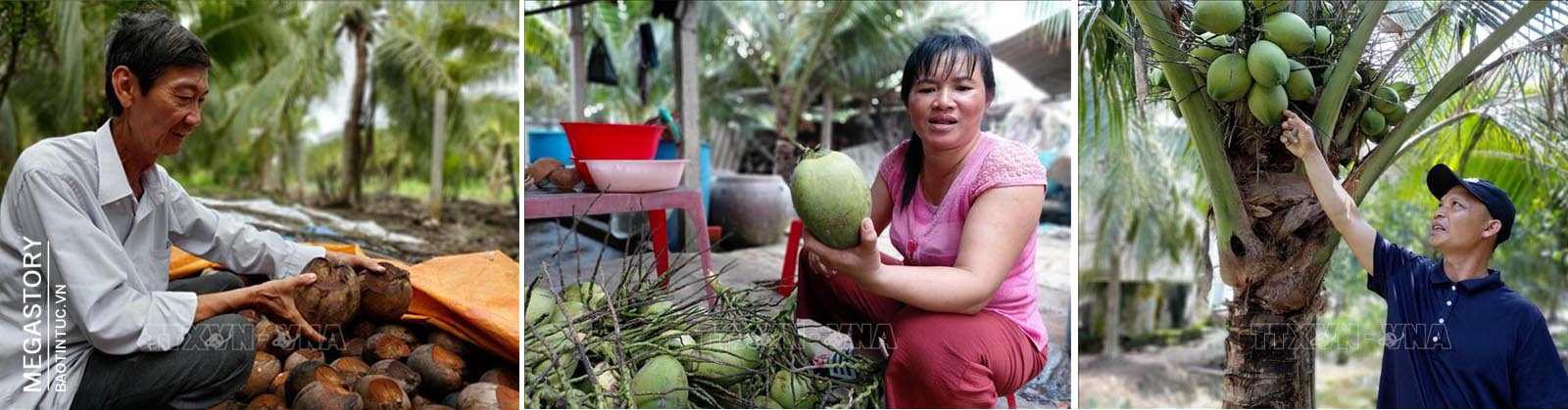 Đợt hạn mặn vừa qua đã khiến hầu hết diện tích dừa uống nước (dừa xiêm xanh) ở Bến Tre bị nhỏ trái, kéo theo thu nhập của người trồng dừa bị ảnh hưởng.
