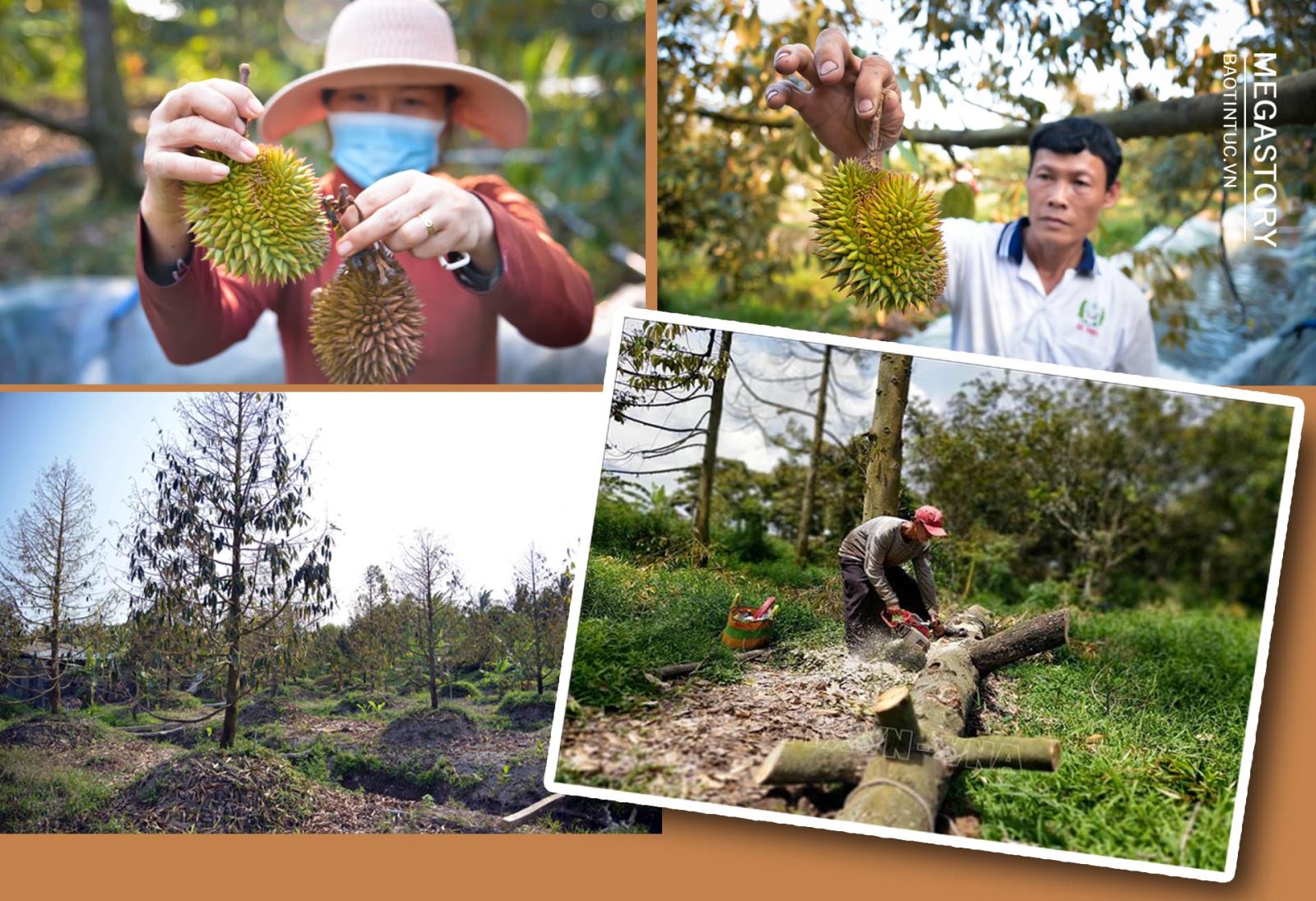 Là loại cây nhạy cảm với độ mặn nên đợt hạn, mặn vừa qua, cây sầu riêng ở Bến Tre, Tiền Giang bị ảnh hưởng nghiêm trọng. Hiện vẫn xảy ra hiện tượng chết cây khi đã bước vào mùa mưa. Vì vậy, nhiều nhà vườn phải đốn bỏ cây sầu riêng