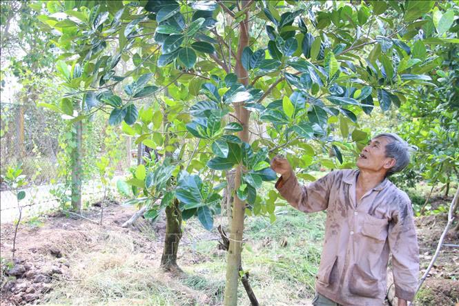 Một nhà vườn tại xã Tân Phú, huyện Châu Thành, Bến Tre đã chuyển sang trồng mít siêu sớm thay cho cây sầu riêng.