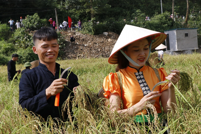 Đồng bào dân tộc thu hoạch lúa.