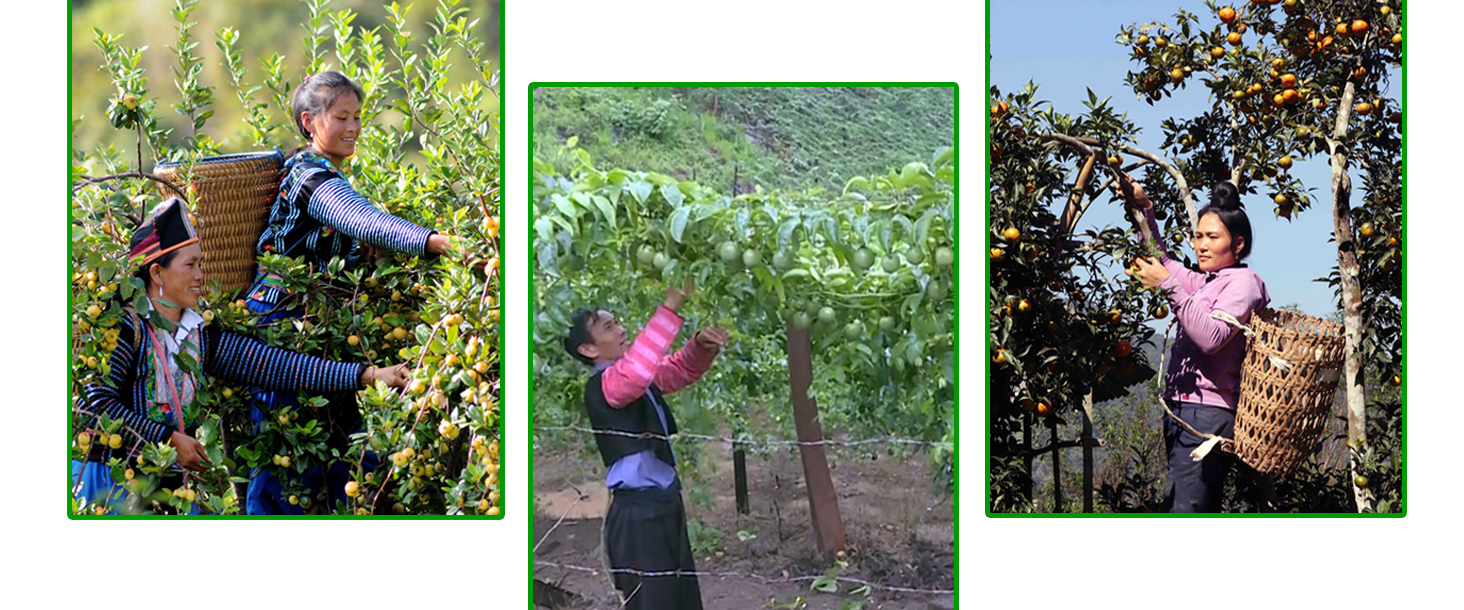 Trồng cây ăn quả mang lại kinh tế cao cho người dân đồng bào dân tộc.