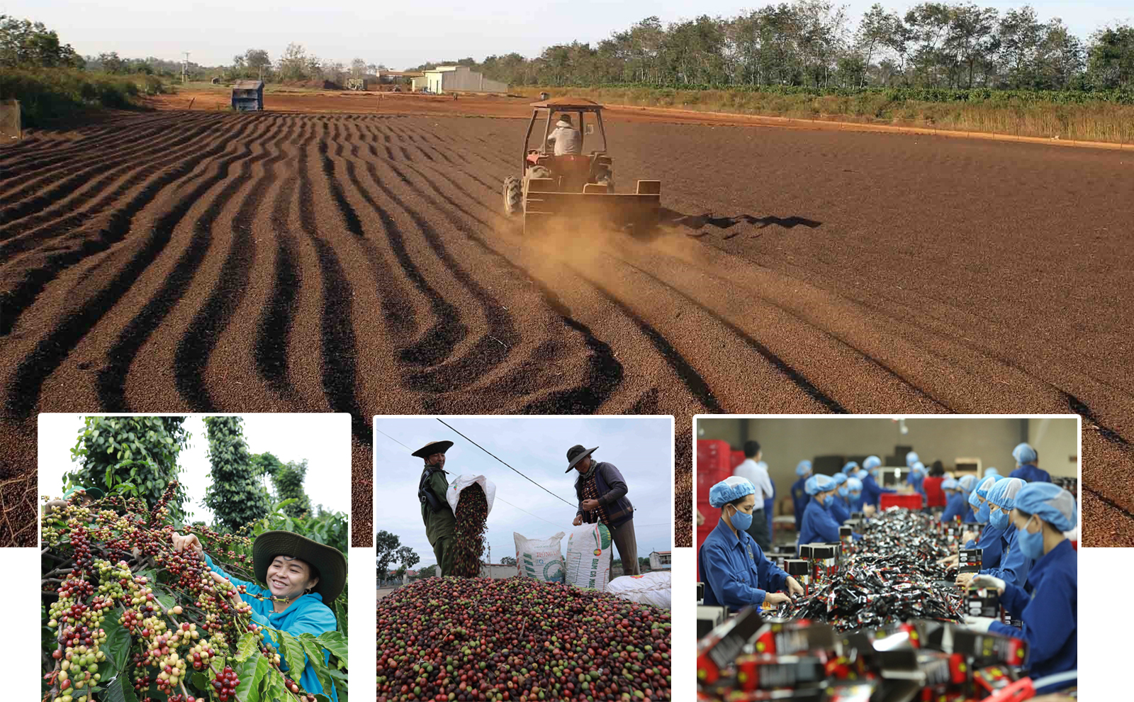 Ngày 16/9/2020, tại Gia Lai, lô cà phê đầu tiên của Việt Nam đã chính thức xuất khẩu sang thị trường EU theo Hiệp định thương mại tự do giữa Việt Nam và Liên minh châu Âu (EVFTA).