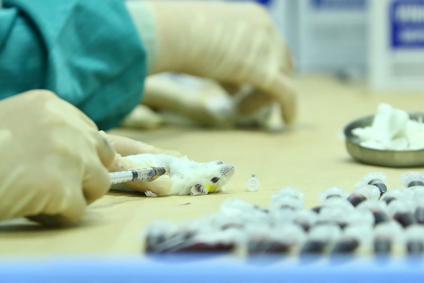 Tiêm thử nghiệm vaccine trên chuột.