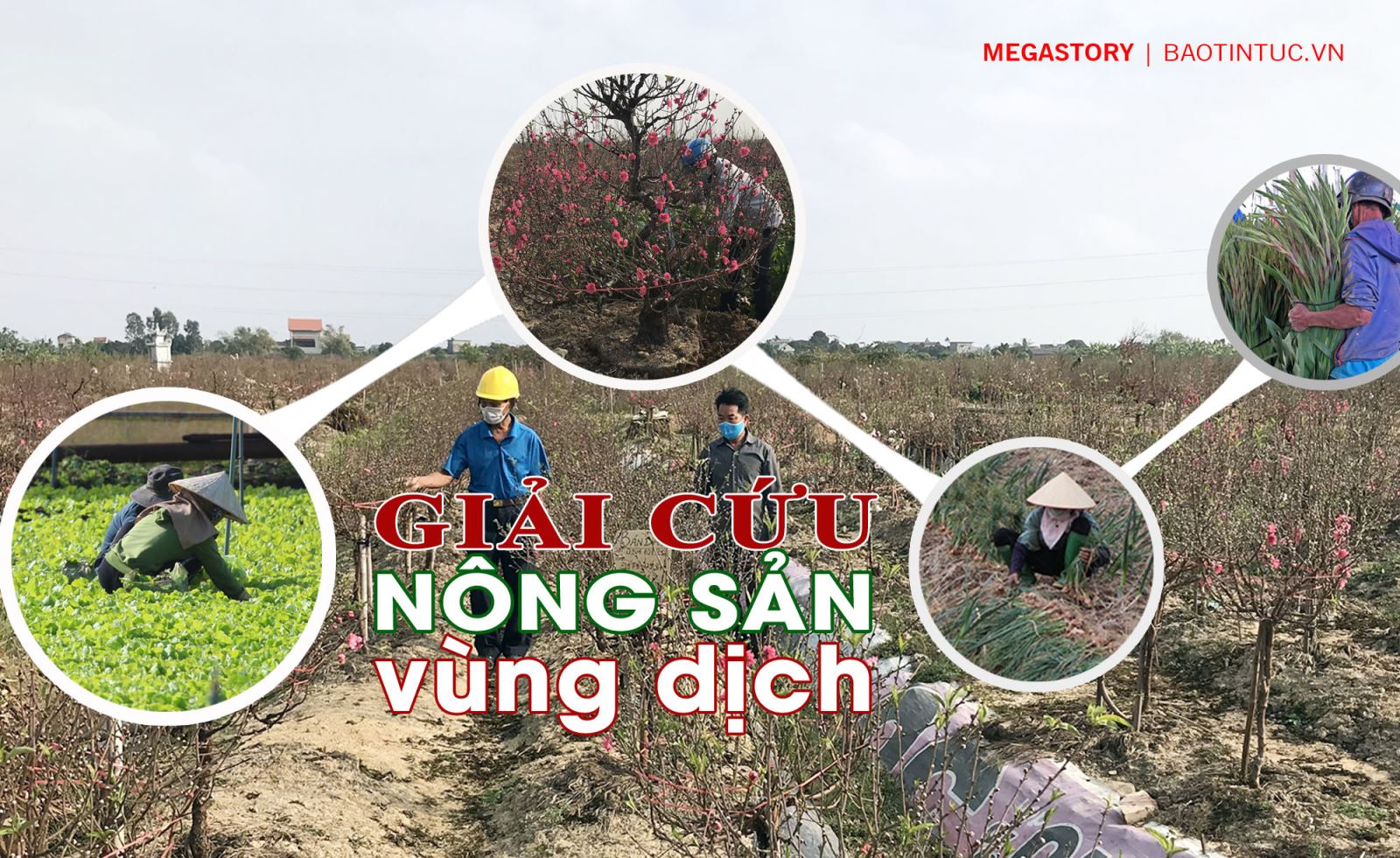 'Giải cứu’ nông sản vùng dịch