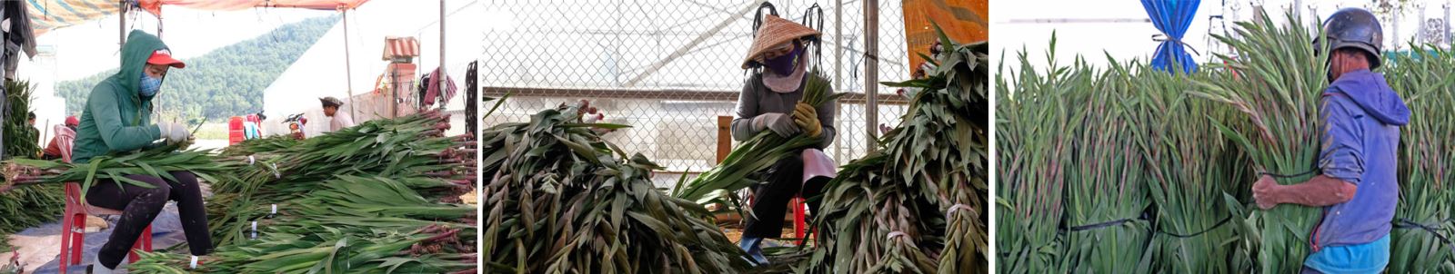 Ngày 5/2/2021, UBND huyện Đức Trọng (Lâm Đồng) phát đi văn bản hỏa tốc triển khai các giải pháp hỗ trợ nông dân trồng hoa gặp khó khăn do dịch COVID-19.