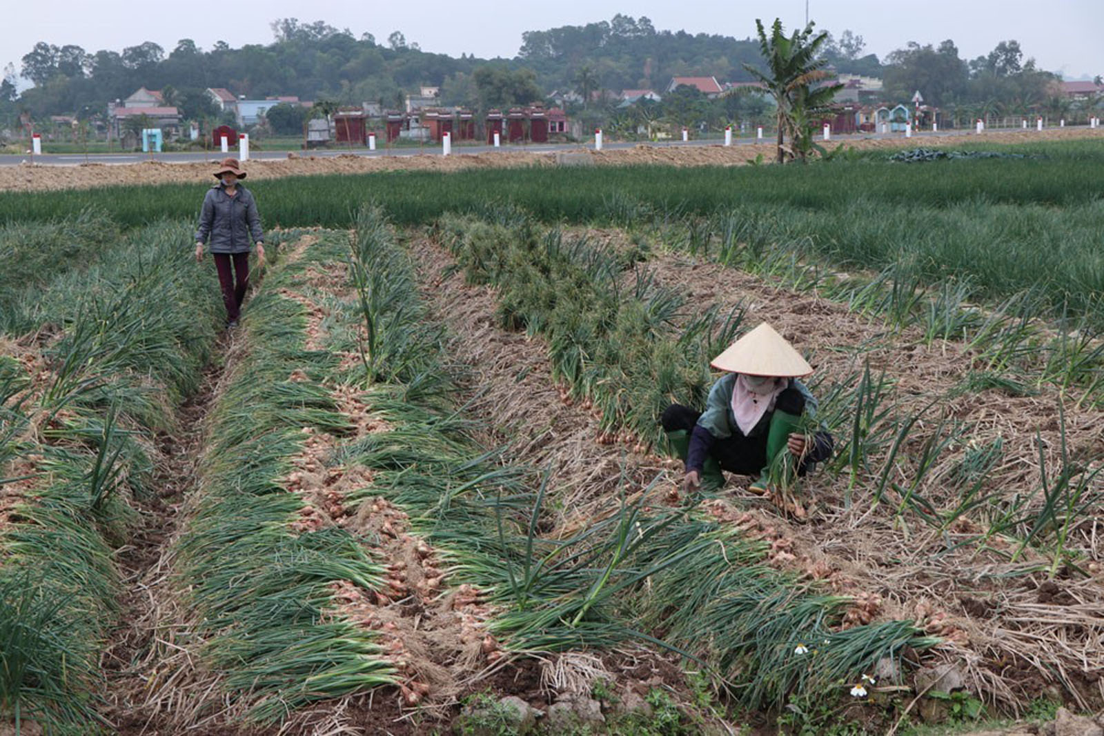 Nông dân Hải Dương thu hoạch nông sản trong những ngày có dịch COVID-19.
