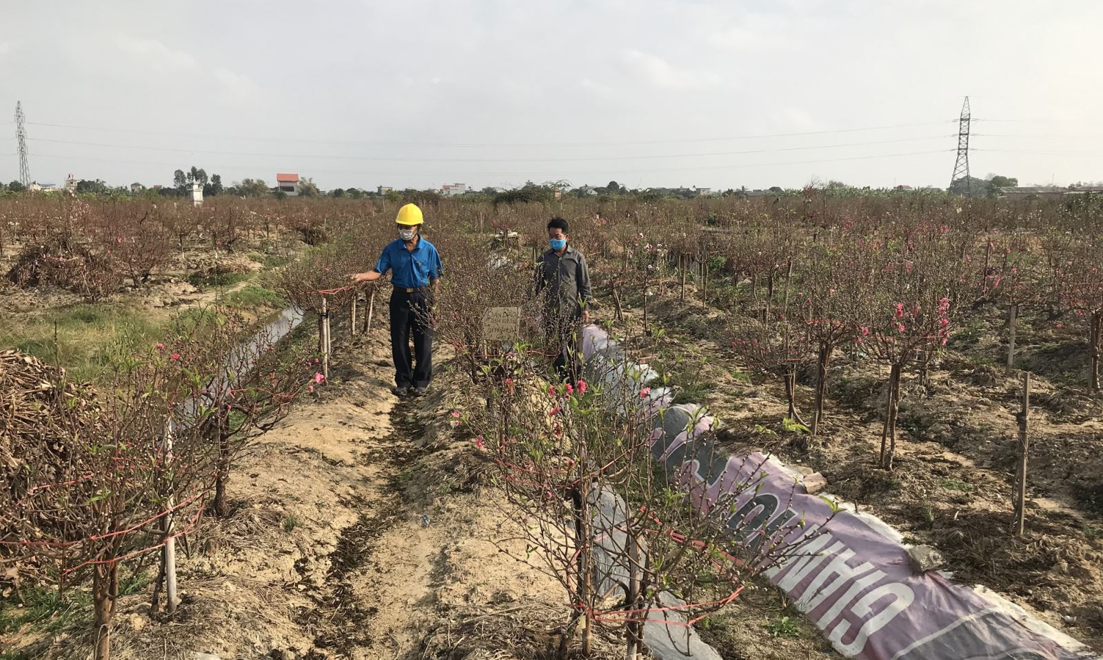 Người dân trồng đào lo lắng vì cận Tết mà hàng trăm gốc đào chưa được tiêu thụ.