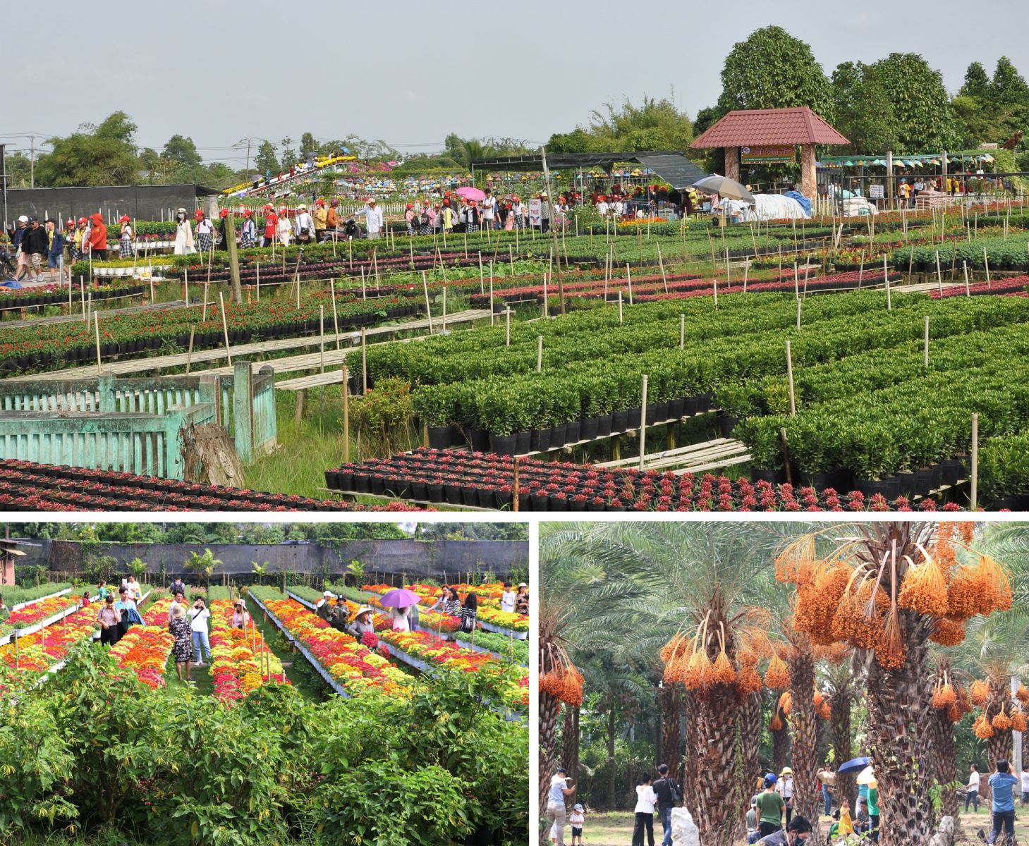 Sa Đéc sản xuất hoa gắn với phát triển du lịch.