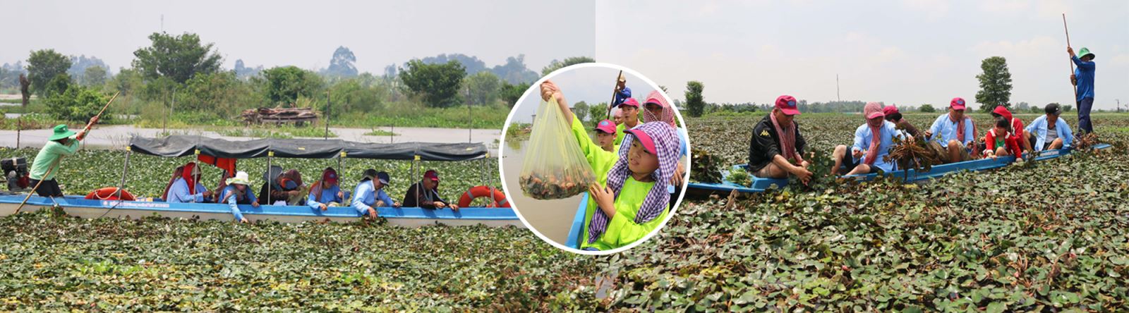 Du khách thích thú tham gia trải nghiệm hoạt động hái ấu của người nông dân ở khu vực lòng hồ Tân Trung, huyện Phú Tân, tỉnh An Giang.